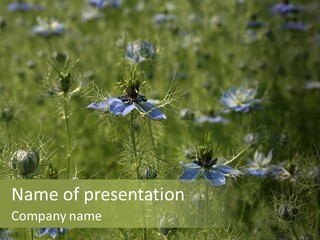 Summer Damascena Foliage PowerPoint Template