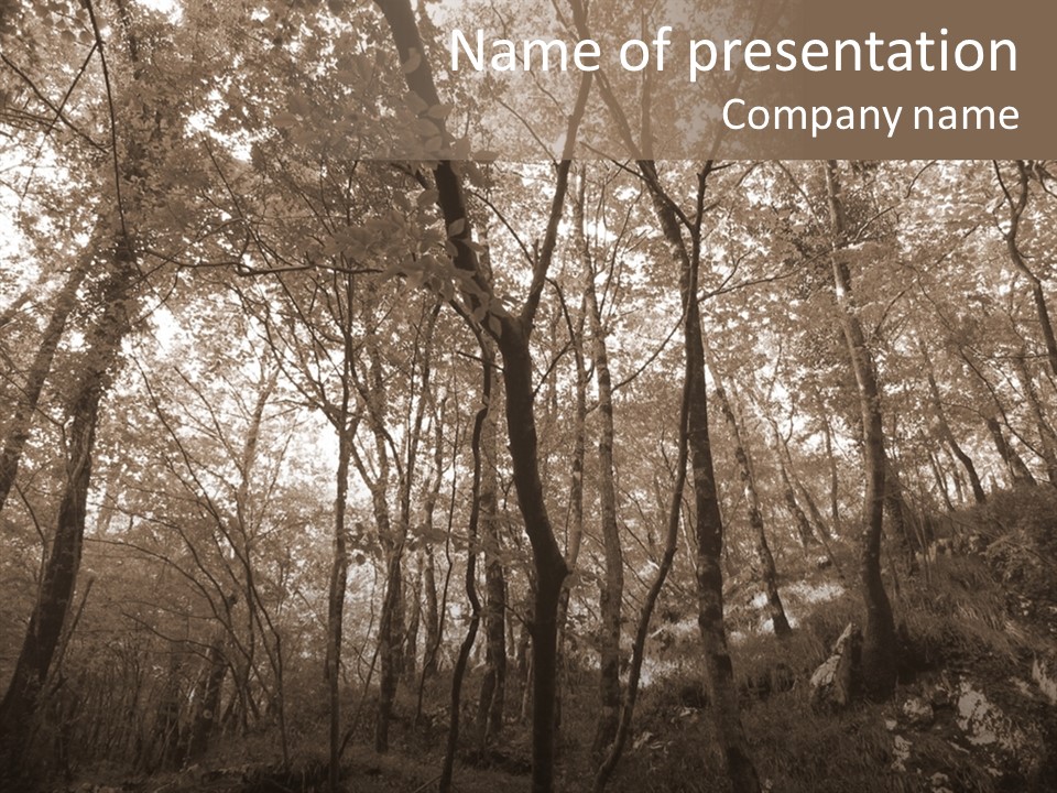 Sepia Country Forest PowerPoint Template