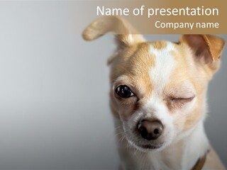 Whiskers Dog Small PowerPoint Template