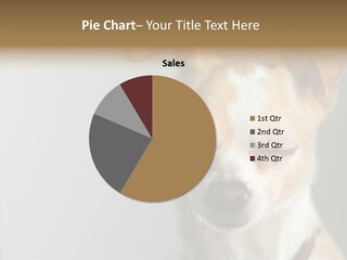 Whiskers Dog Small PowerPoint Template