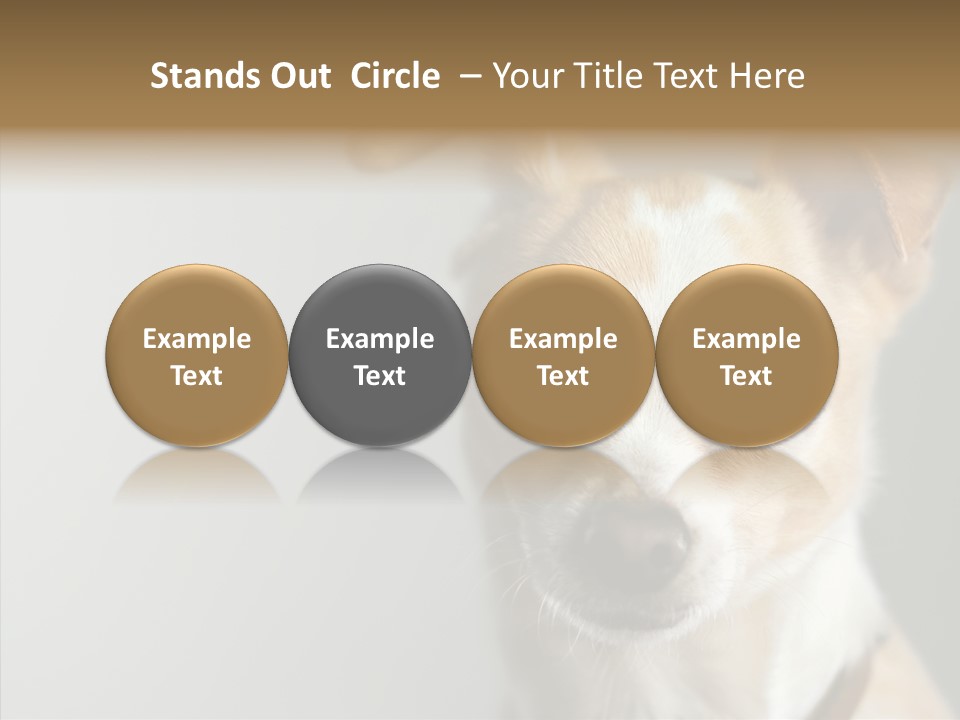 Whiskers Dog Small PowerPoint Template