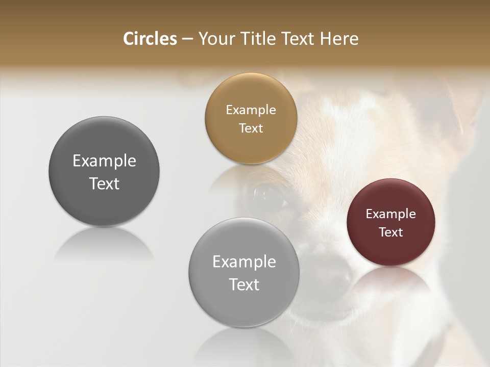 Whiskers Dog Small PowerPoint Template