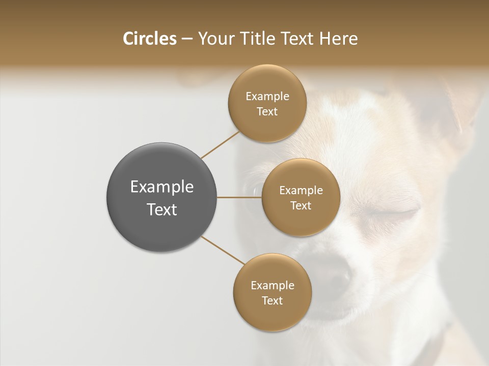 Whiskers Dog Small PowerPoint Template