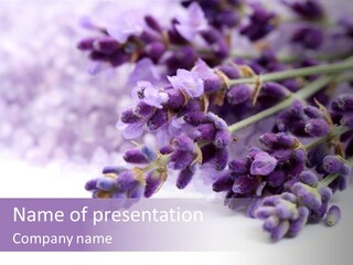 Natural Bunch Lilac PowerPoint Template