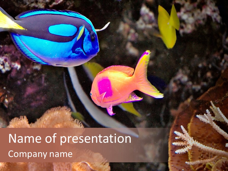 Close Seaweeds Fishes PowerPoint Template