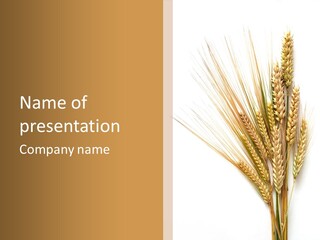 Closeup Dry Agricultural PowerPoint Template