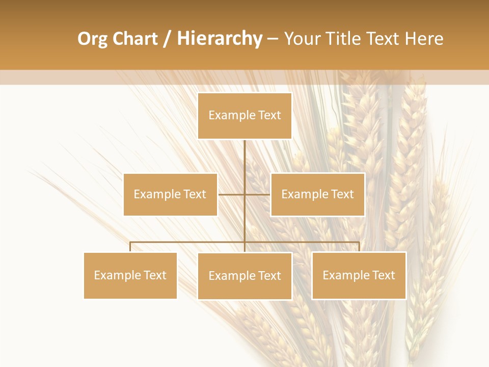 Closeup Dry Agricultural PowerPoint Template