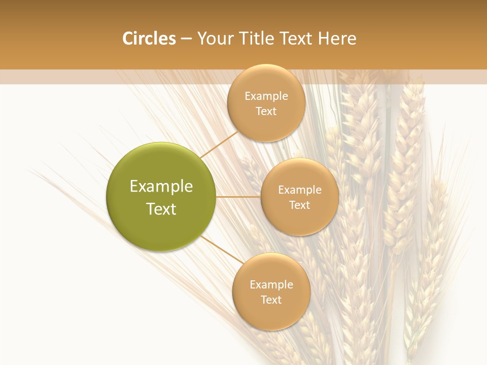 Closeup Dry Agricultural PowerPoint Template