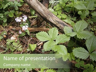 Generic Grass Leafs PowerPoint Template