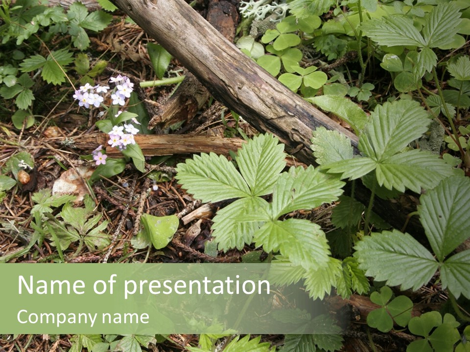 Generic Grass Leafs PowerPoint Template