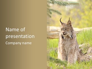 Whiskers Tufts Mouth PowerPoint Template