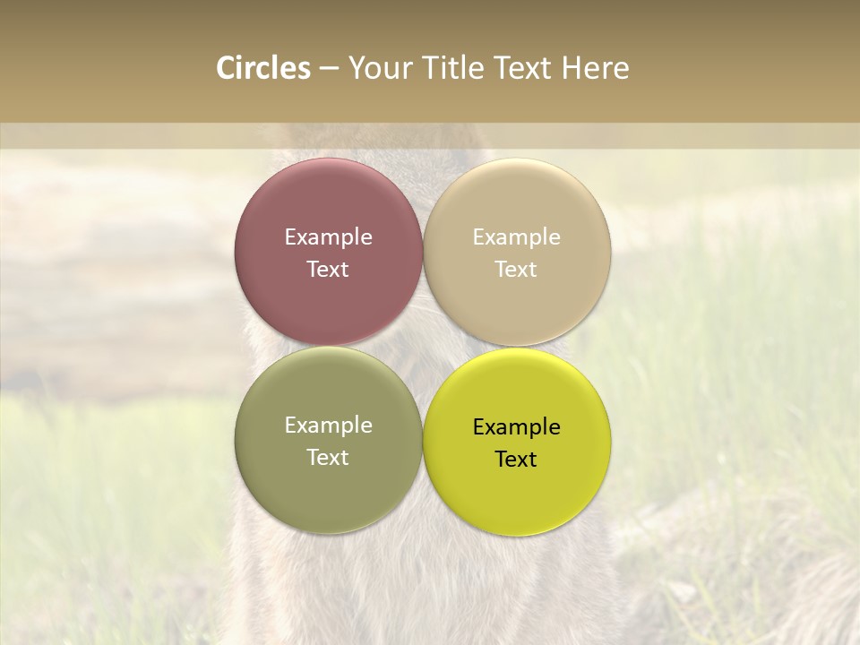 Whiskers Tufts Mouth PowerPoint Template