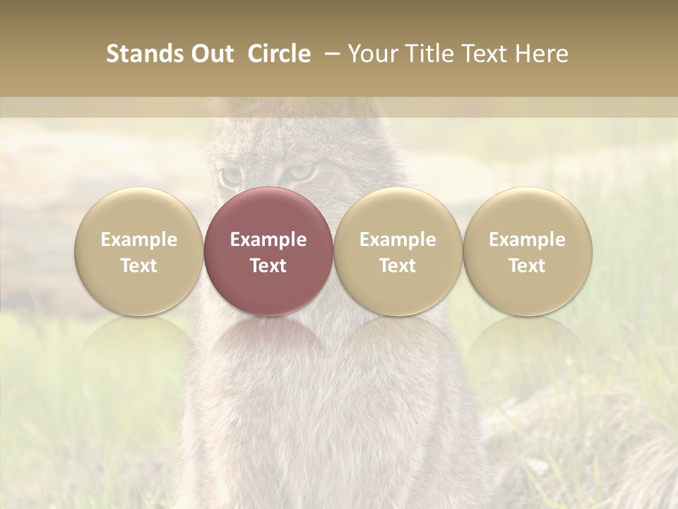 Whiskers Tufts Mouth PowerPoint Template