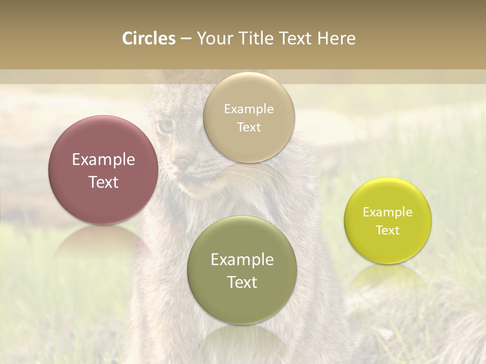 Whiskers Tufts Mouth PowerPoint Template