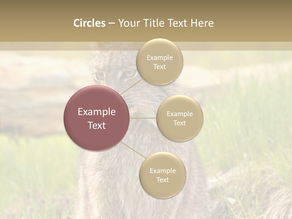 Whiskers Tufts Mouth PowerPoint Template