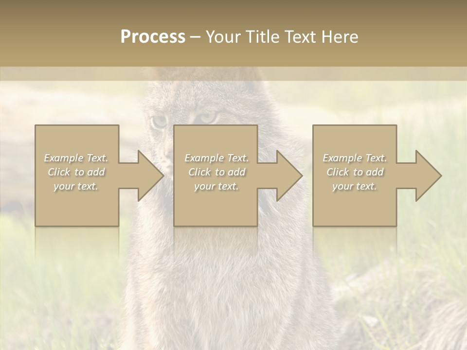 Whiskers Tufts Mouth PowerPoint Template