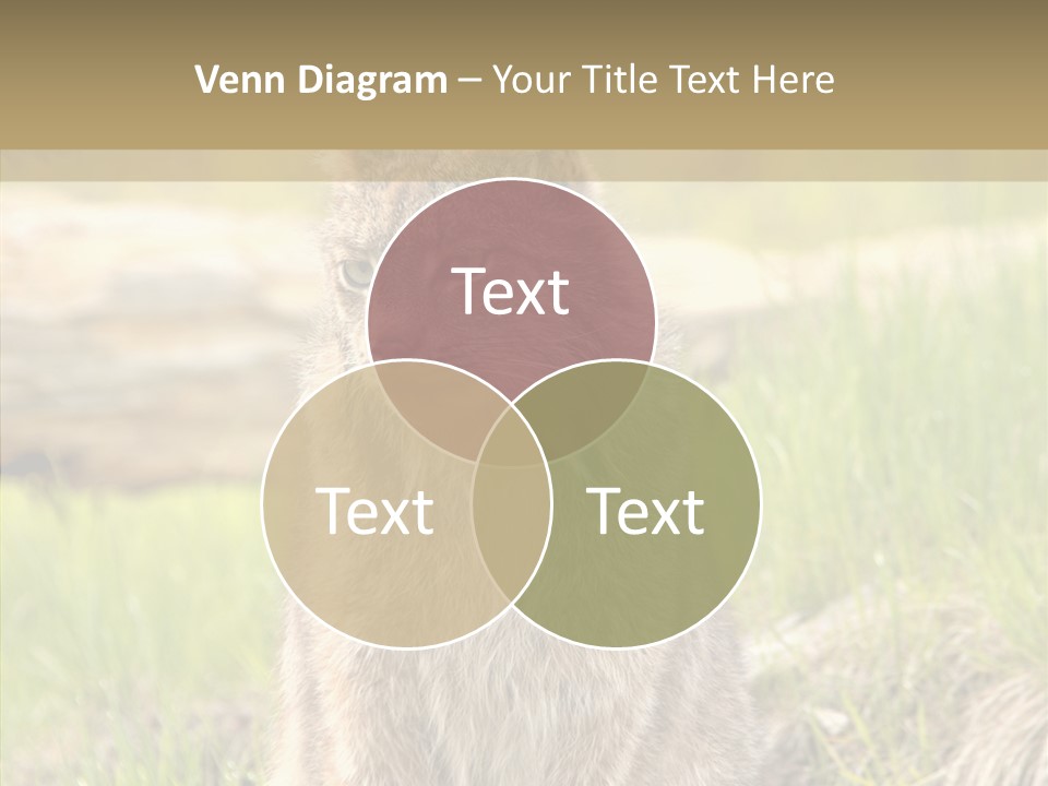 Whiskers Tufts Mouth PowerPoint Template