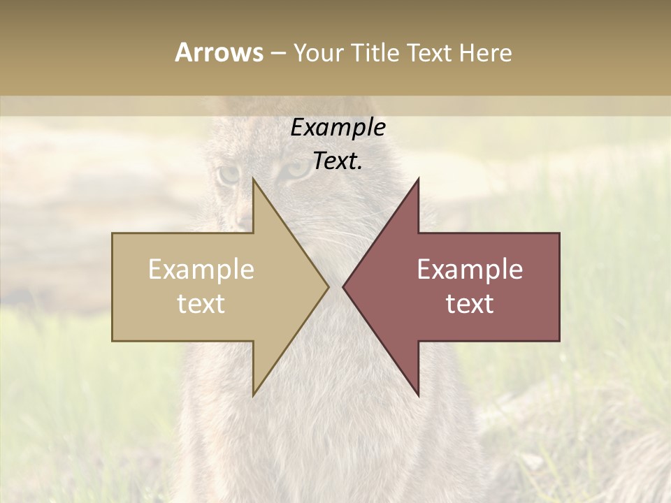 Whiskers Tufts Mouth PowerPoint Template