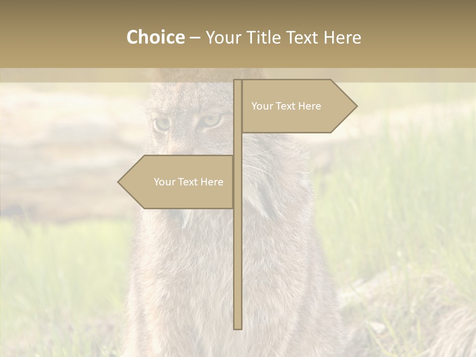 Whiskers Tufts Mouth PowerPoint Template