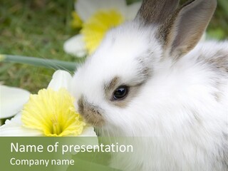 Cuddly Mammal Fuzzy PowerPoint Template