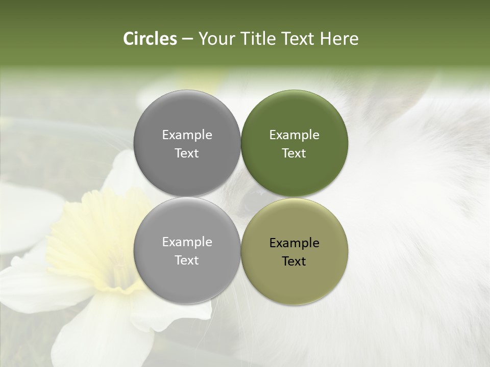 Cuddly Mammal Fuzzy PowerPoint Template