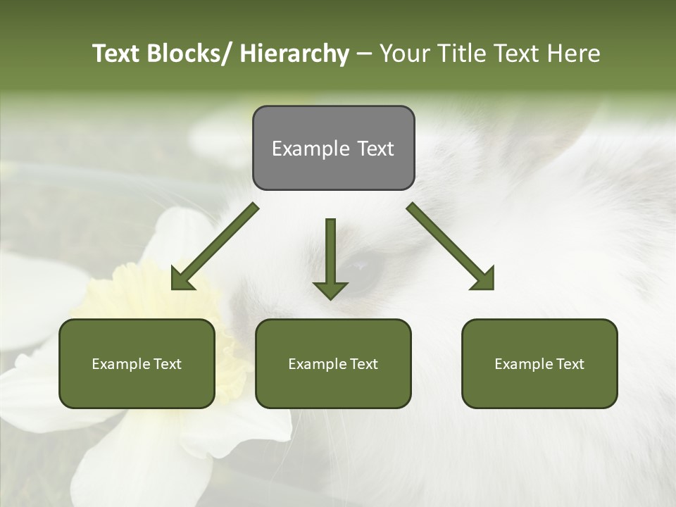 Cuddly Mammal Fuzzy PowerPoint Template