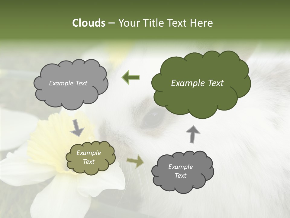 Cuddly Mammal Fuzzy PowerPoint Template