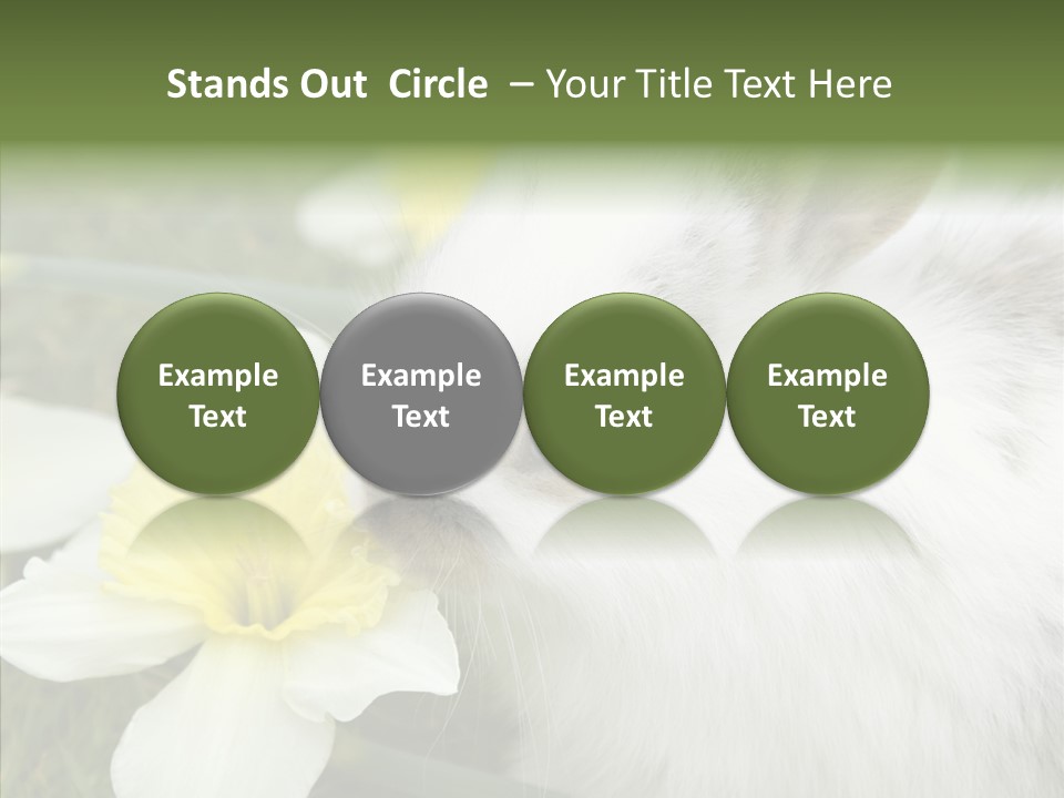 Cuddly Mammal Fuzzy PowerPoint Template