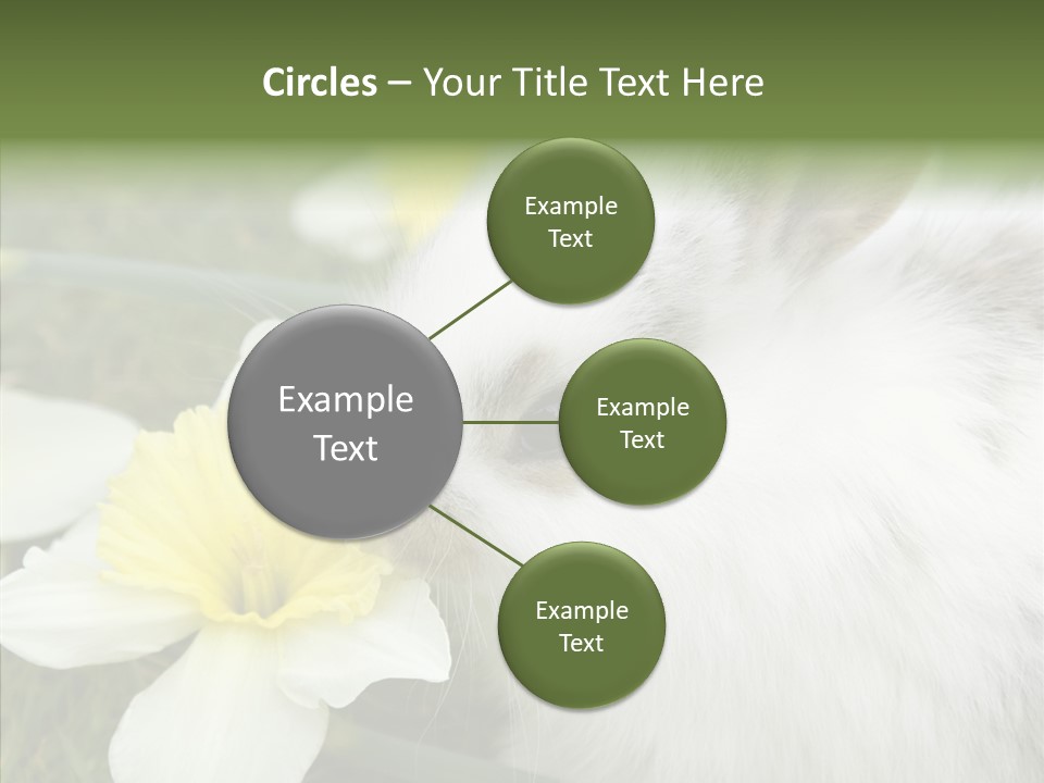 Cuddly Mammal Fuzzy PowerPoint Template