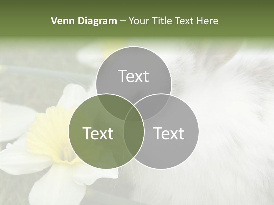 Cuddly Mammal Fuzzy PowerPoint Template