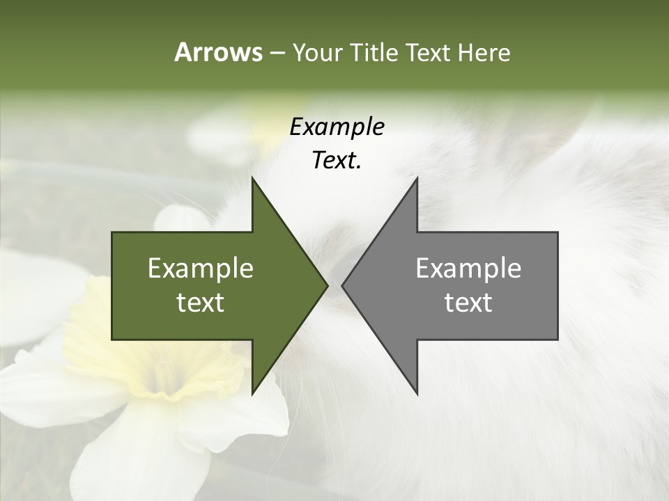 Cuddly Mammal Fuzzy PowerPoint Template