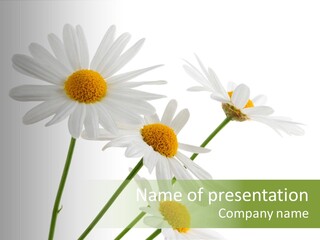 Conference Corporation Management PowerPoint Template