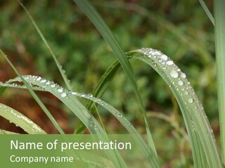 Pearl After Rain Green PowerPoint Template