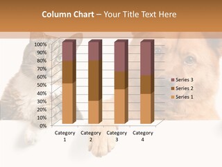 Mutt Banner Mixed PowerPoint Template