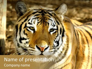 Zoo Feline Bengal PowerPoint Template