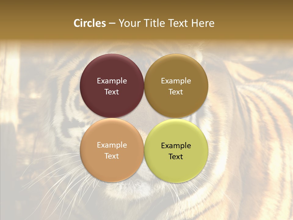 Zoo Feline Bengal PowerPoint Template