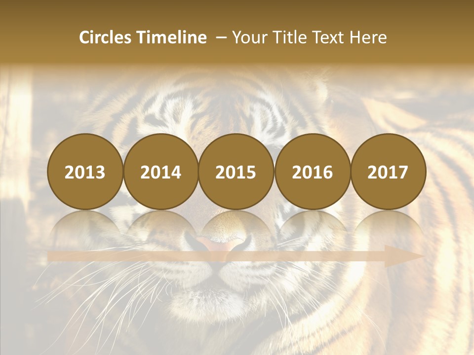 Zoo Feline Bengal PowerPoint Template