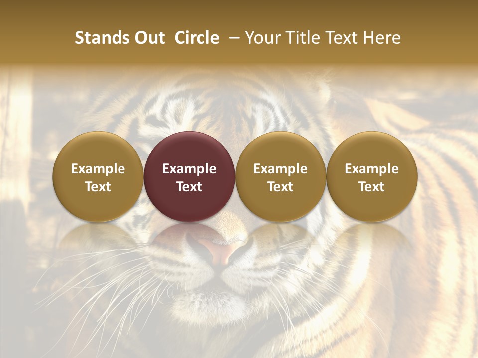 Zoo Feline Bengal PowerPoint Template