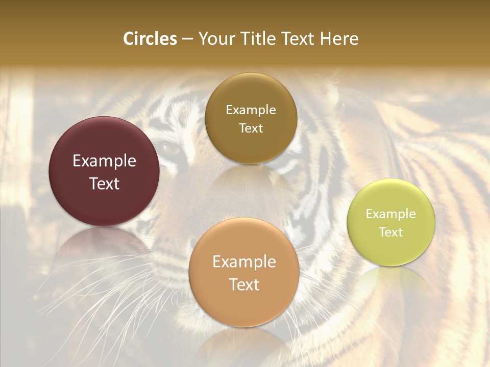 Zoo Feline Bengal PowerPoint Template