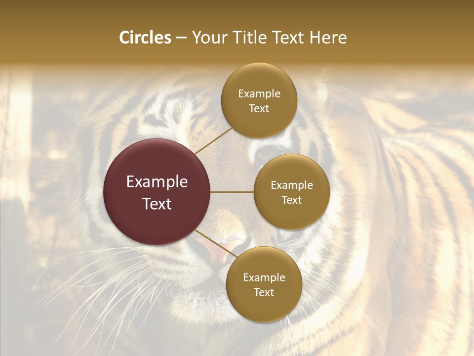 Zoo Feline Bengal PowerPoint Template