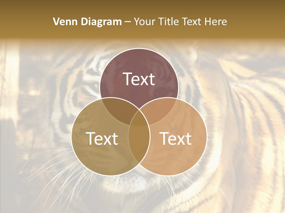 Zoo Feline Bengal PowerPoint Template
