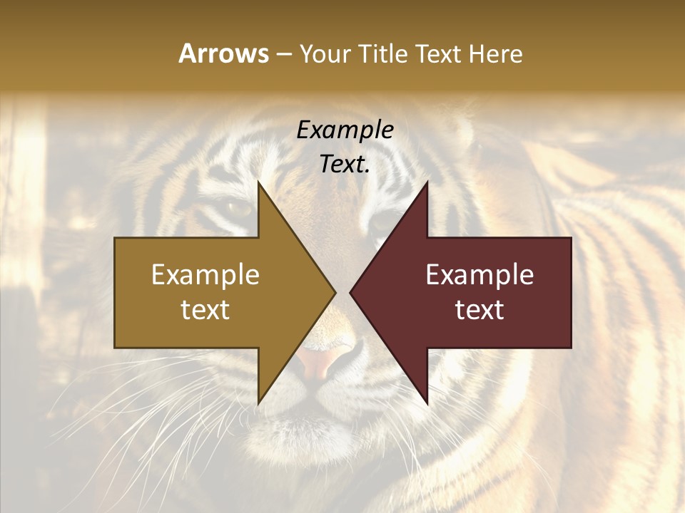 Zoo Feline Bengal PowerPoint Template