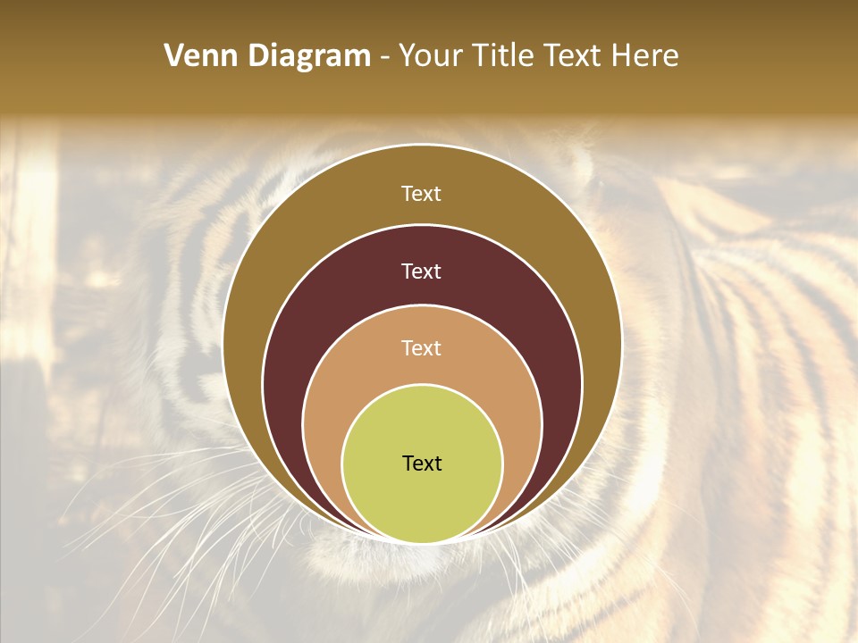 Zoo Feline Bengal PowerPoint Template