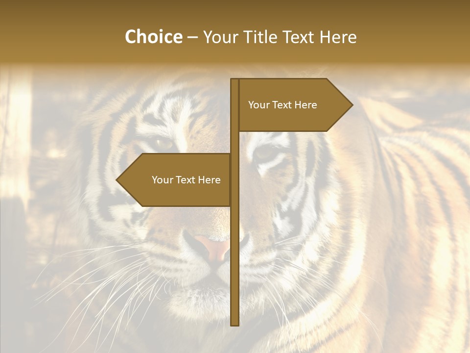 Zoo Feline Bengal PowerPoint Template