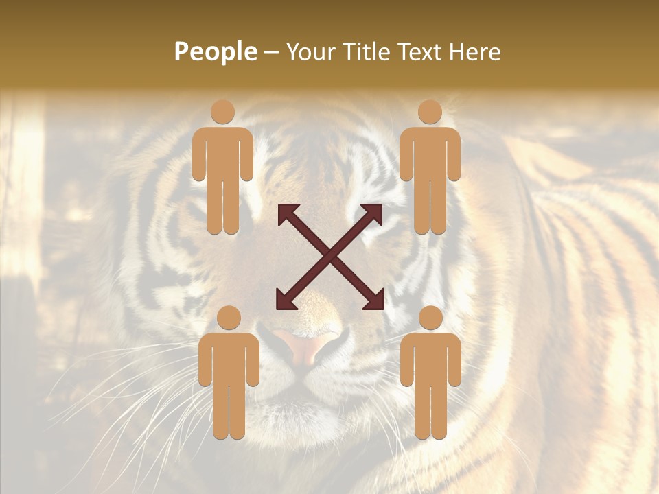 Zoo Feline Bengal PowerPoint Template