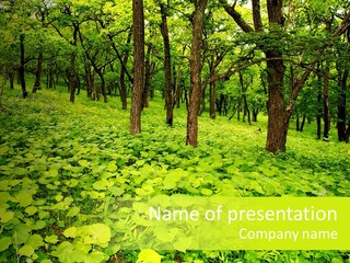 Branch Growth Shrub PowerPoint Template