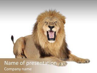 Roaring Yawning Snarling PowerPoint Template