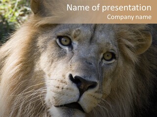 Feline Aggressive Pride PowerPoint Template