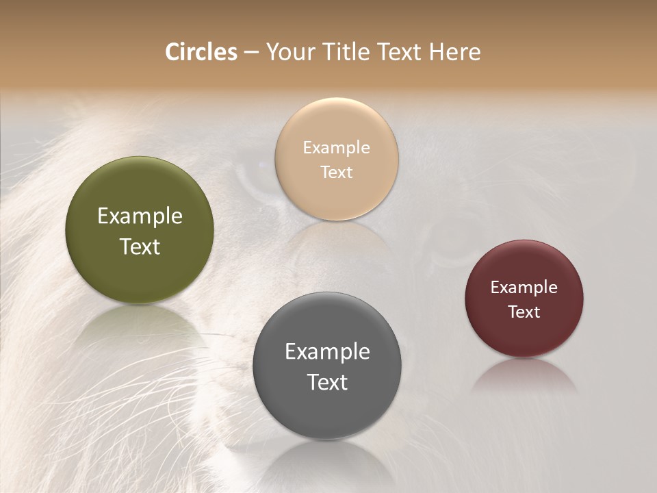 Feline Aggressive Pride PowerPoint Template