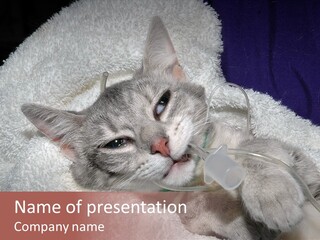 Post Op Surgery Kitten PowerPoint Template